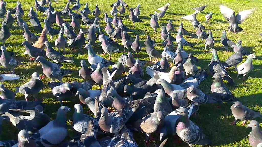 Rock Pigeon Feeding Area. Ducks and Cockatoos. | 67 Barton St, Monterey NSW 2217, Australia