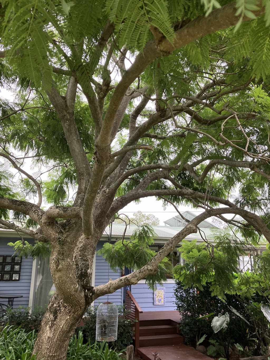 Arbor Medic | 244 Evans Ln, Woodstock NSW 2538, Australia | Phone: (02) 4455 6956