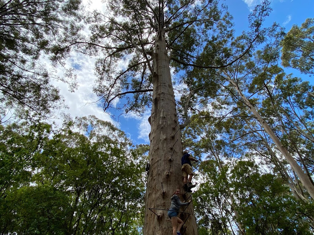 Gloucester Tree | tourist attraction | Burma Rd, Pemberton WA 6260, Australia | 0897761207 OR +61 8 9776 1207