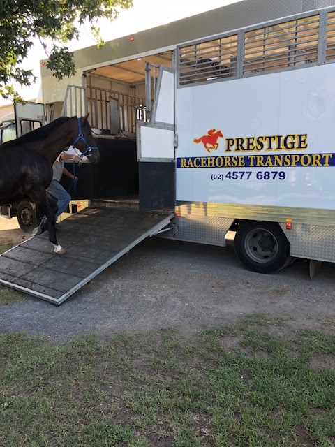 Prestige Racehorse Transport Pty Ltd | 131 Racecourse Rd, Clarendon NSW 2756, Australia | Phone: (02) 4577 6879