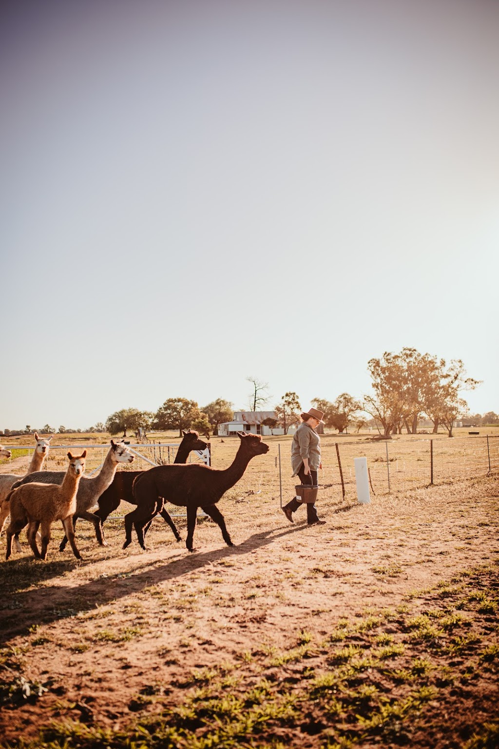 Quentin Park Alpacas & Studio Gallery | zoo | Quentin Park, 7091 Newell Hwy, Tomingley NSW 2869, Australia | 0484576928 OR +61 484 576 928