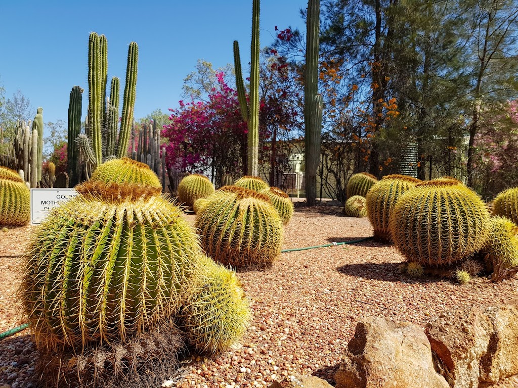 Bevans Cactus Nursery | Lightning Ridge NSW 2834, Australia | Phone: (02) 6829 2778