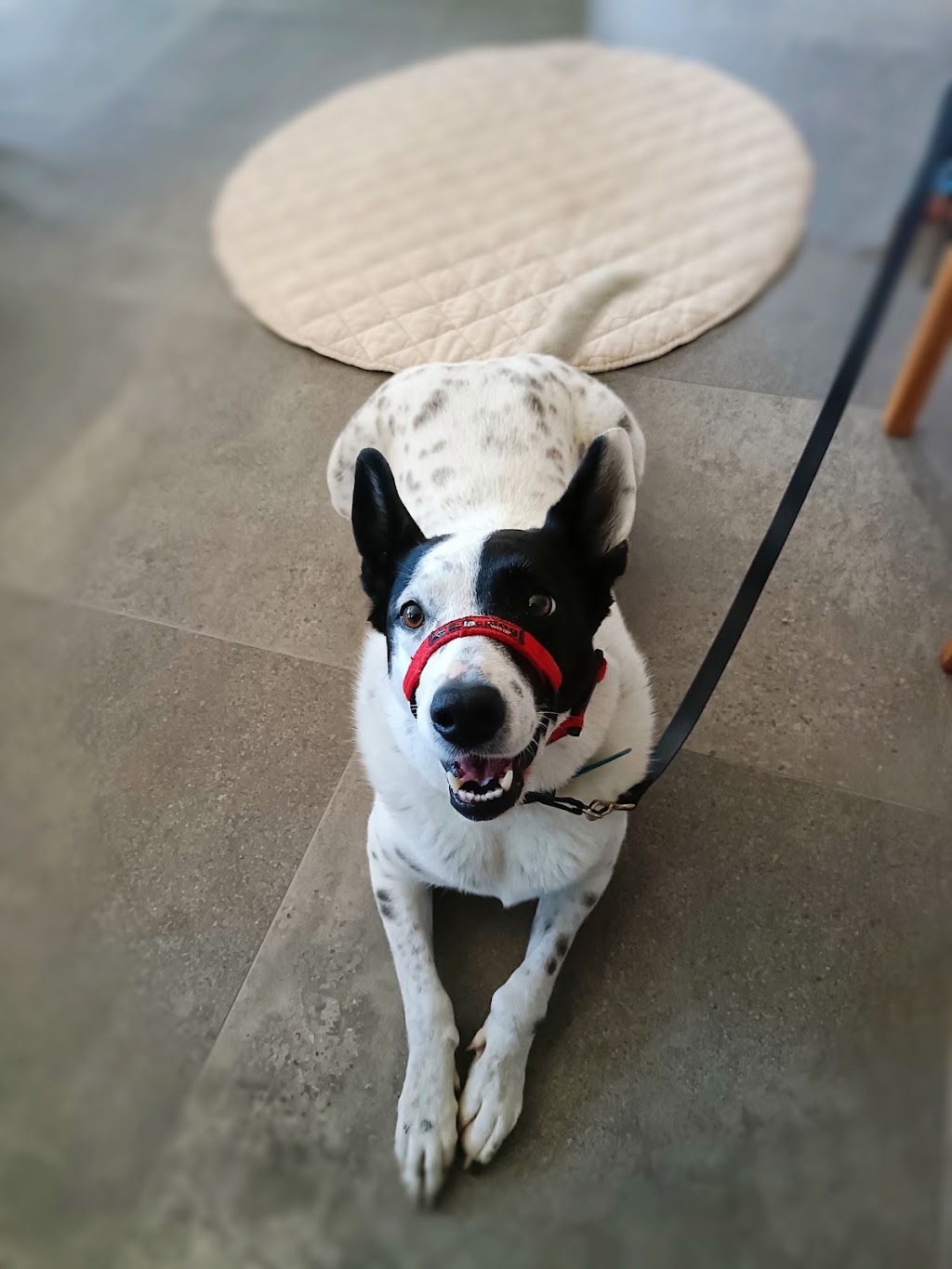Synergy Veterinary Behaviour Solutions | 26 Gymkhana Pl, Dayboro QLD 4521, Australia | Phone: (07) 3077 5022