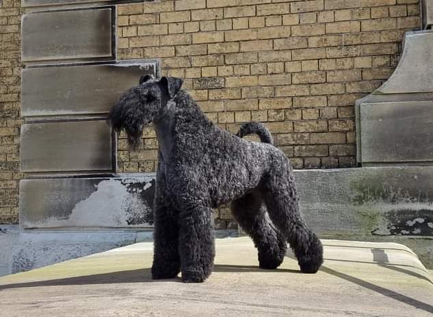 Valhalla Dog Grooming | 26 Rees James Rd, Raymond Terrace NSW 2324, Australia | Phone: 0403 564 188