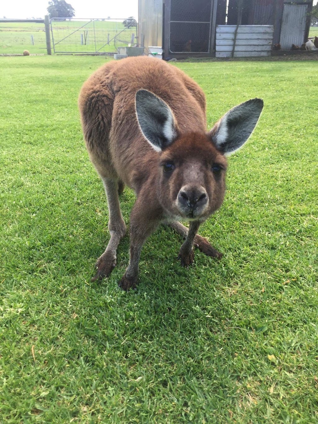 Nillup Village General Store | 1483 Brockman Hwy, Nillup WA 6288, Australia | Phone: (08) 9758 2336