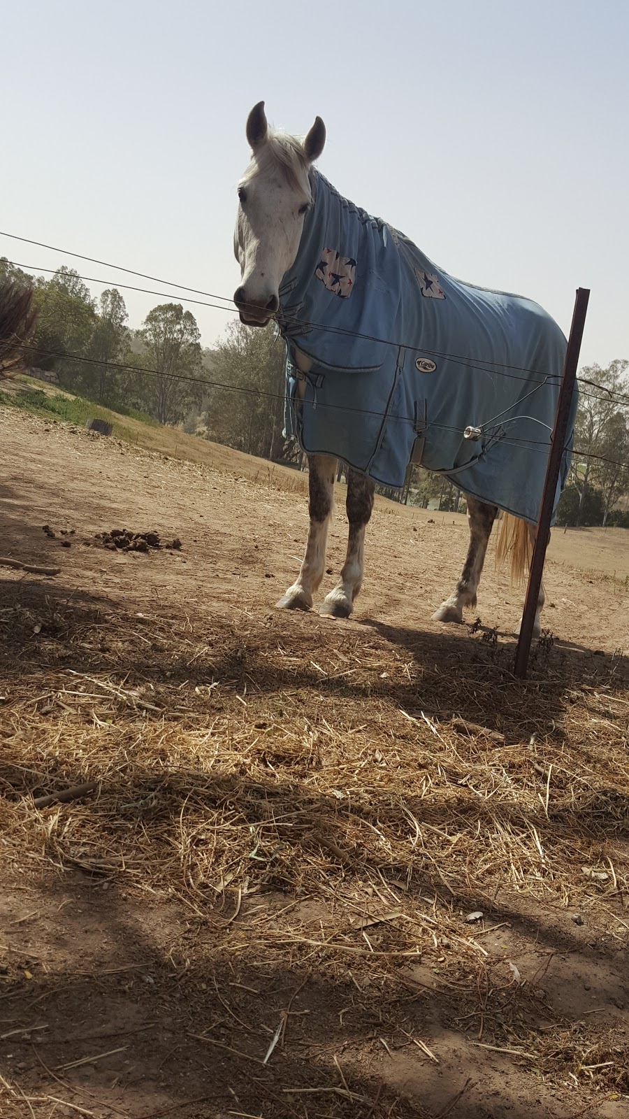 Riverside Equestrian Centre | 3666 Moggill Rd, Moggill QLD 4070, Australia | Phone: 0478 646 354