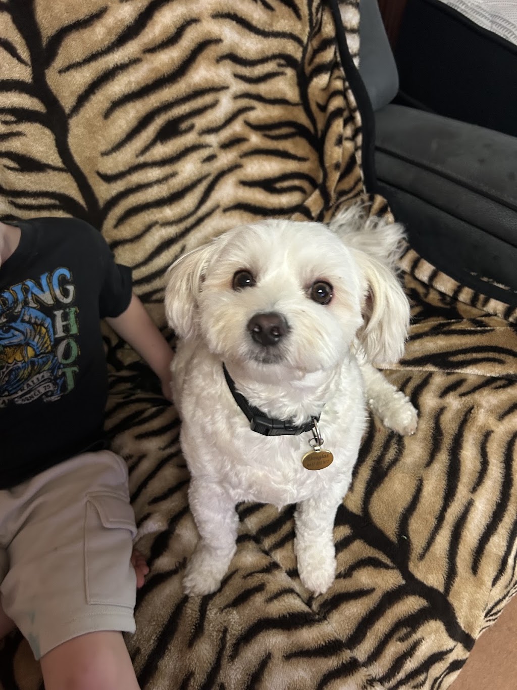 Lather and Love Canine Spa and Social Club | 19 Bell St, DAguilar QLD 4514, Australia | Phone: 0468 625 301