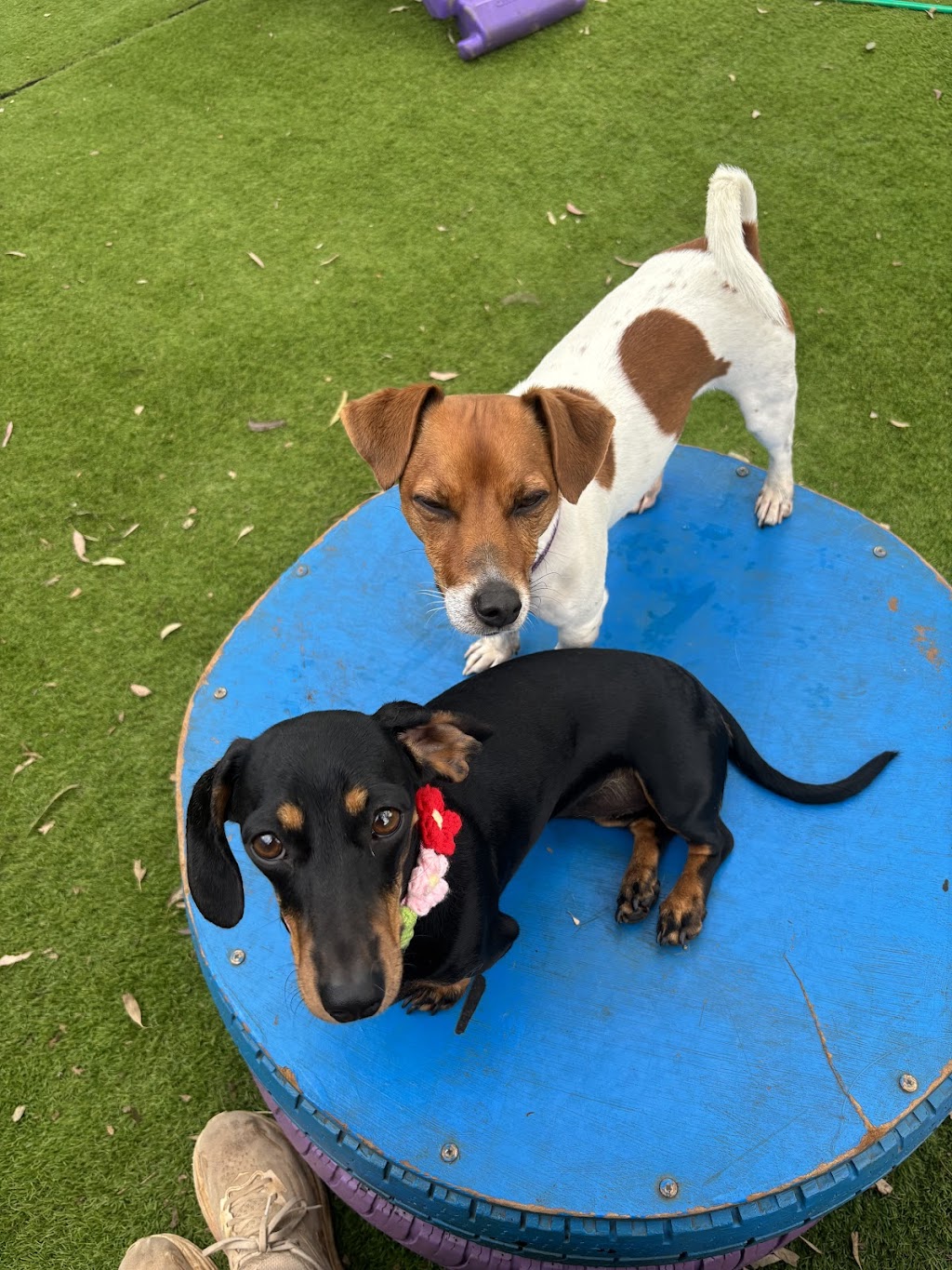 Pawfect Paws | Showgrounds, Glenvale Rd, Glenvale QLD 4350, Australia | Phone: 0431 851 501