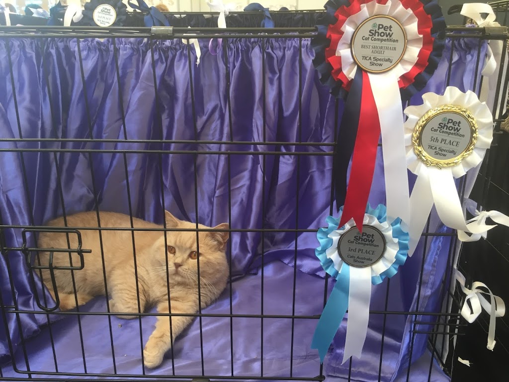 Salah British Shorthair Cattery | 15 Miles Rd, Bunyip VIC 3815, Australia | Phone: 0407 044 901