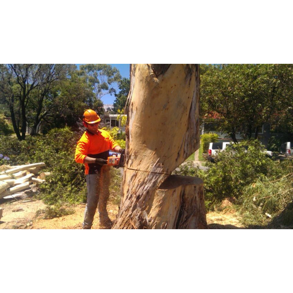 coast to country tree specialists | 20 Michele Cres, Glendale NSW 2285, Australia | Phone: 0402 554 432