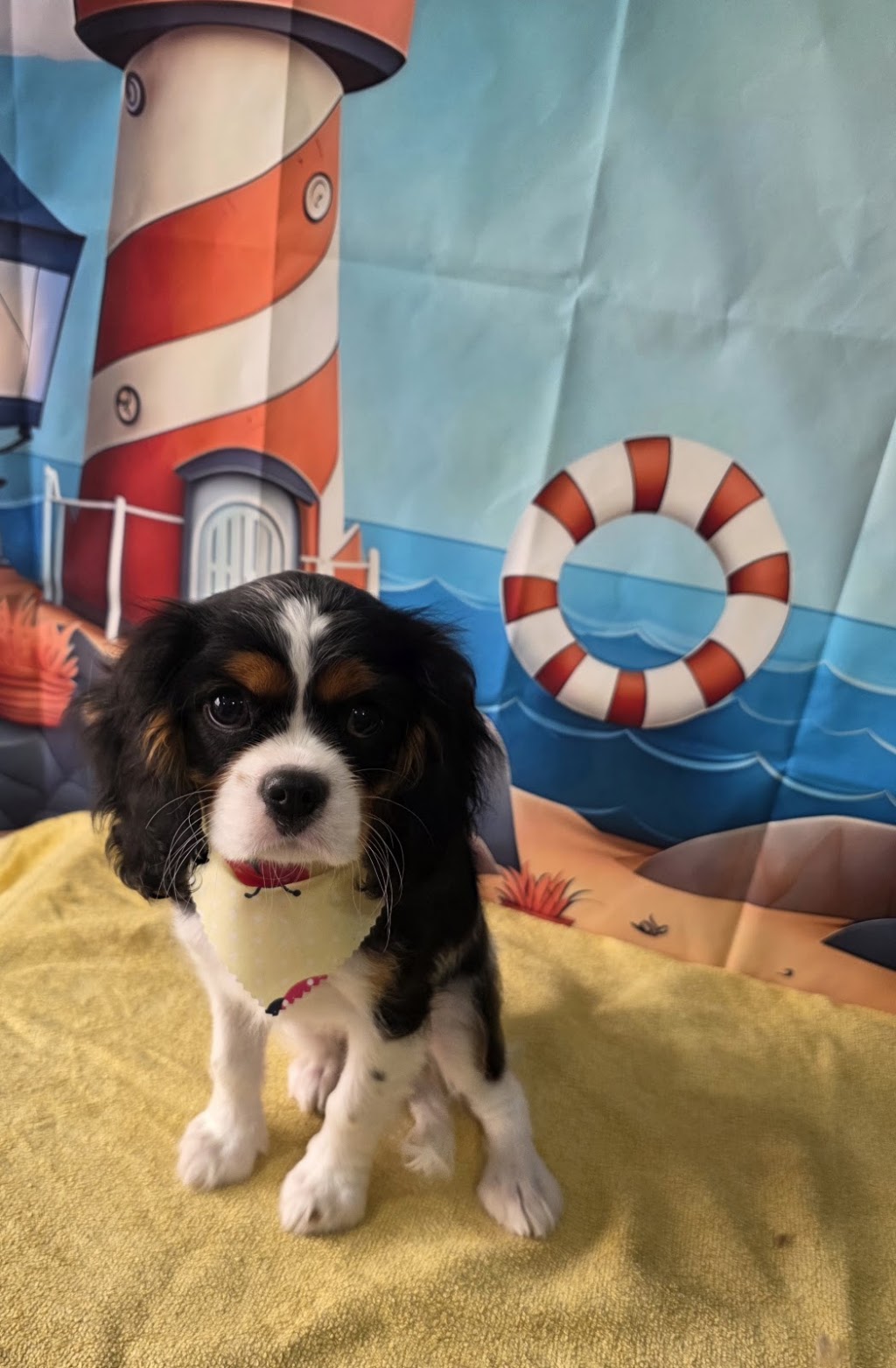 Prime Paws Grooming Salon | 600 Bitcon Rd, Toolamba West VIC 3614, Australia | Phone: 0411 782 190