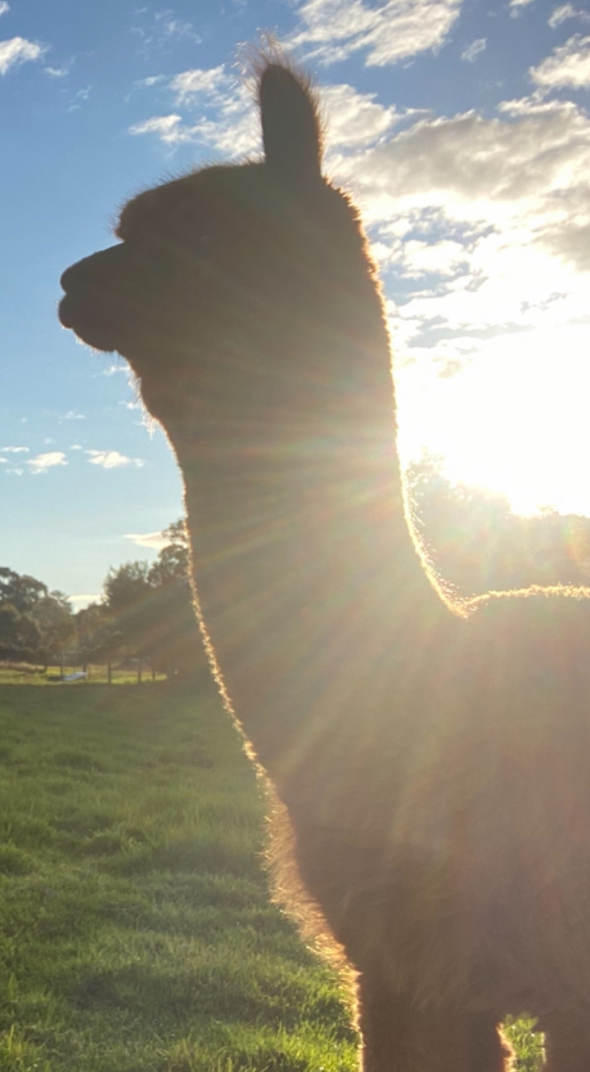 Hear to Heal | Bungower Rd, Somerville VIC 3912, Australia | Phone: 0435 048 561