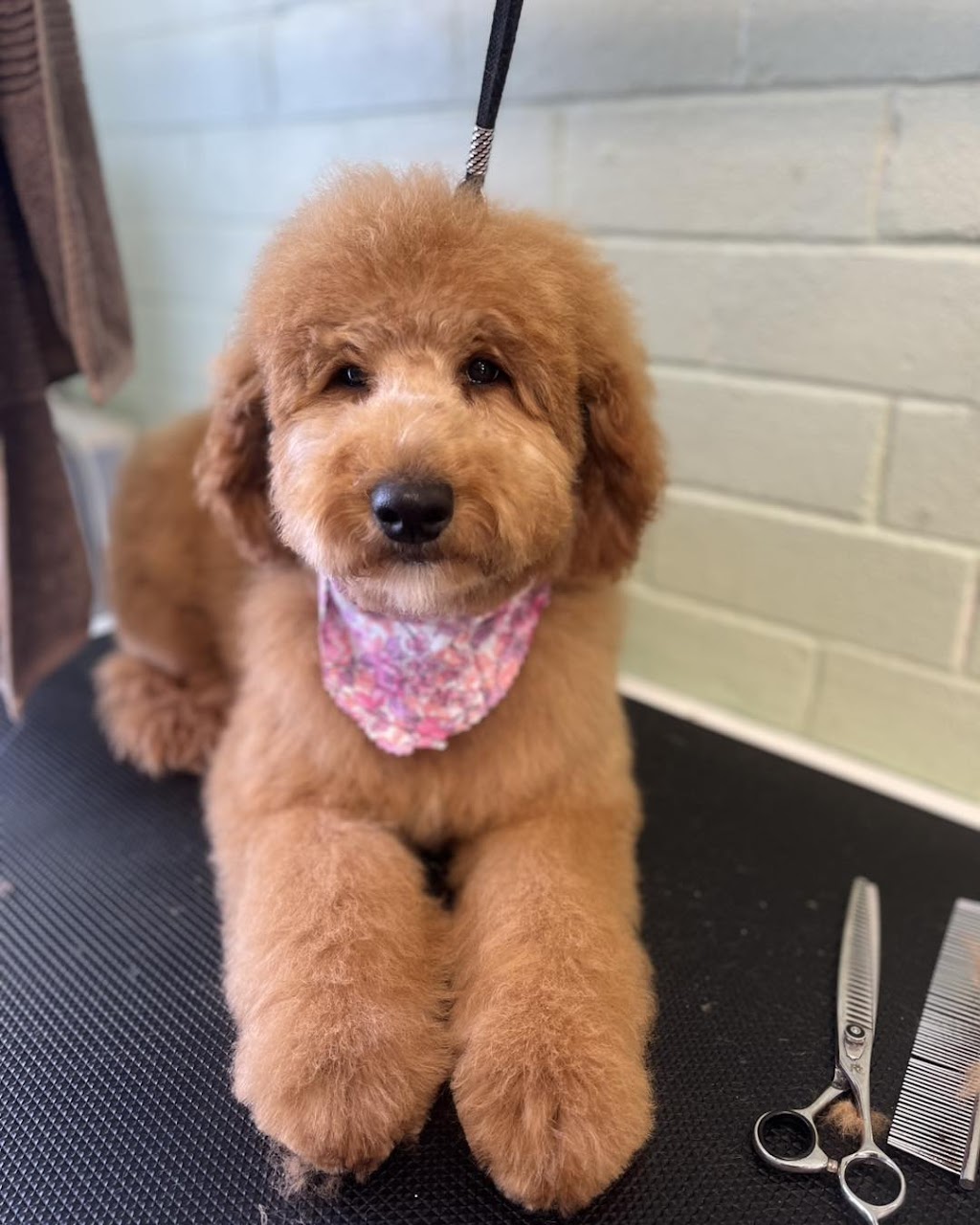 Cinda’s Pet Services | 2/96 Northville Dr, Barnsley NSW 2278, Australia | Phone: 0424 649 428
