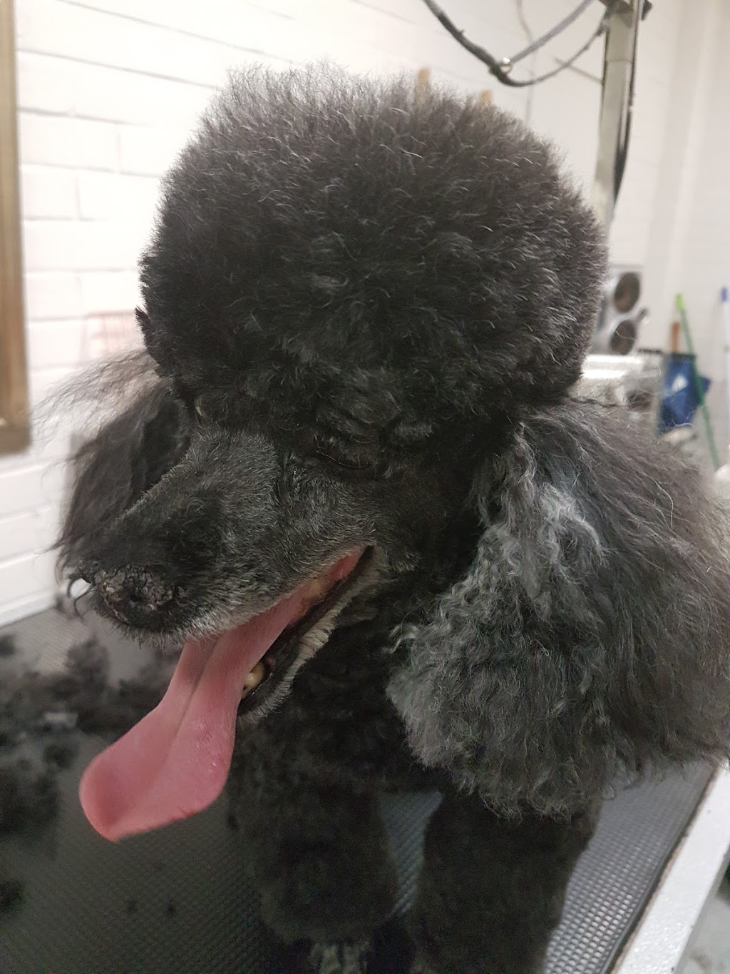 DGA Grooming Studio | Unit 9/63-69 The Village of Bowral, Kirkham Rd, Bowral NSW 2576, Australia | Phone: (02) 4861 3036