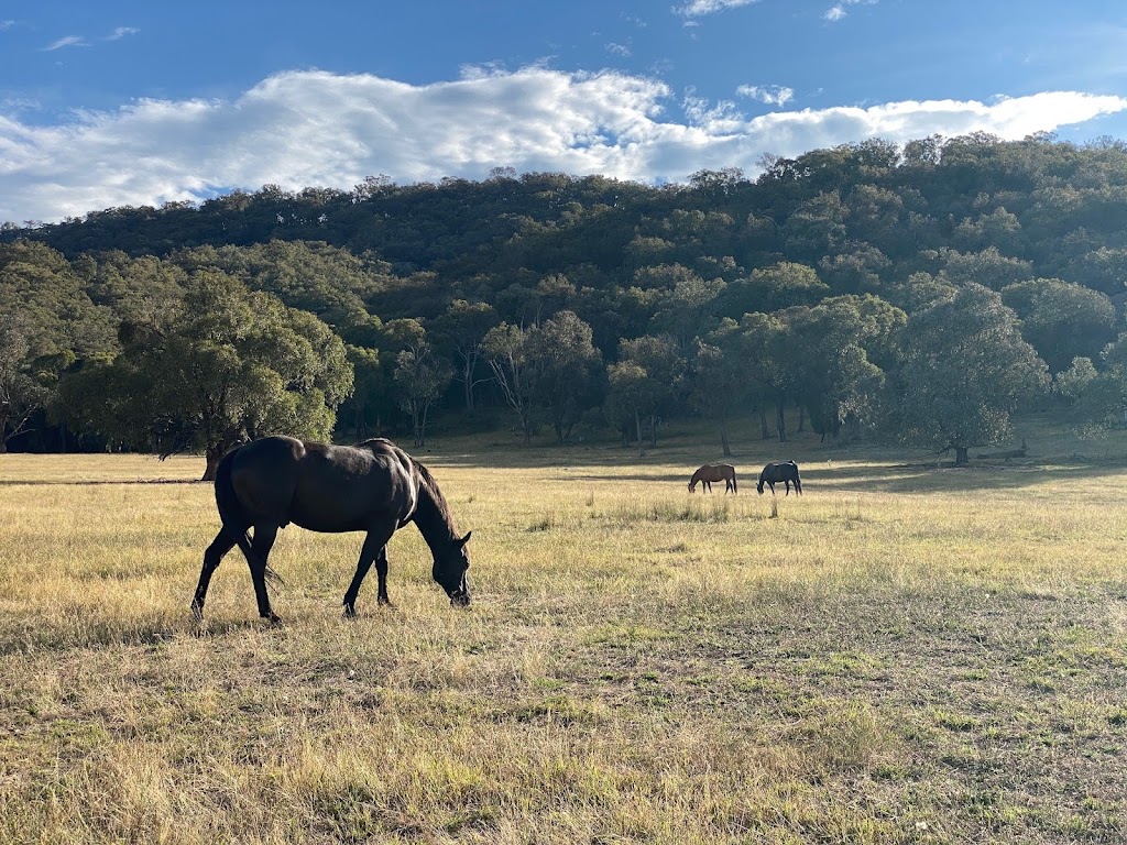 Mark Langley Horsemanship | 678 Happy Valley Rd, Rosewhite VIC 3737, Australia | Phone: 0417 200 411