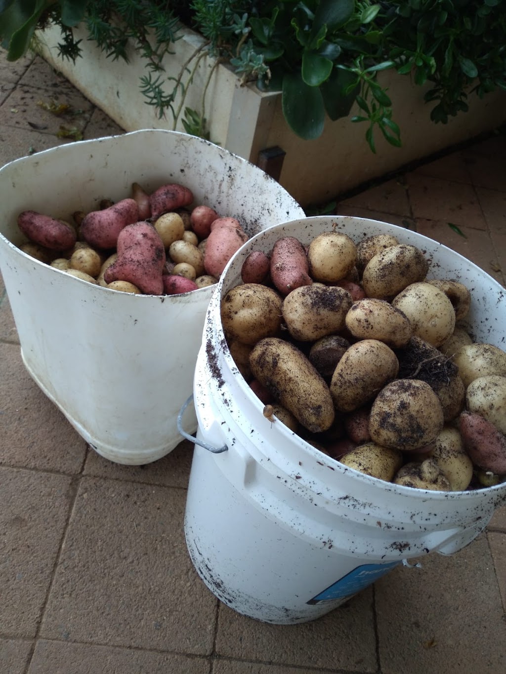 Tiny Farm Sydney | 195 Williamswood Rd, Mount Hunter NSW 2570, Australia | Phone: 0416 196 668