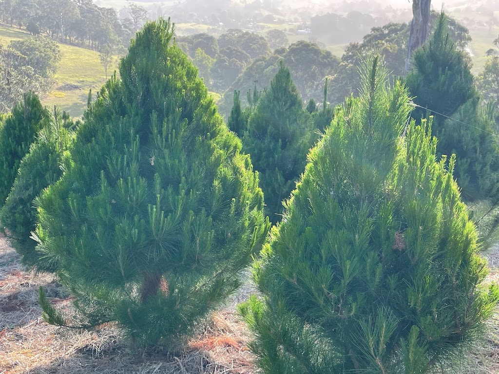 Tilba Farm XMAS Trees | Sherringham Ln, Central Tilba NSW 2546, Australia | Phone: 0411 198 944