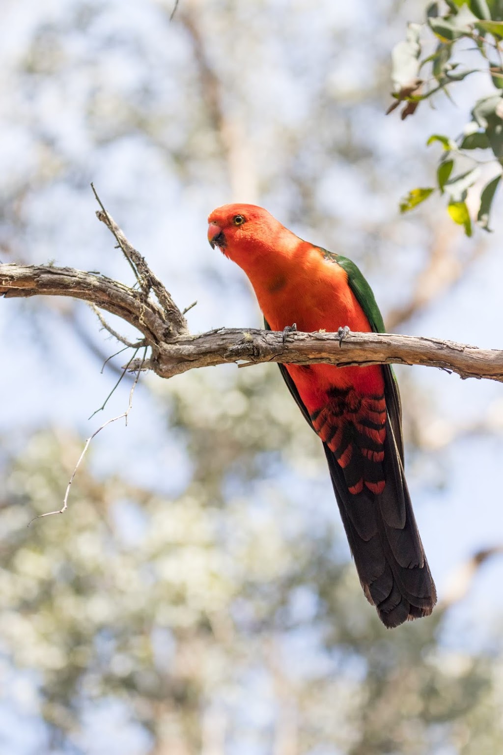 Cherry Tree Walking Track | park | Cherry Tree Track, Toorloo Arm VIC 3909, Australia