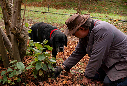 Farm Fresh Truffles | 838 Callcup Rd, Pemberton WA 6260, Australia | Phone: 0400 422 334