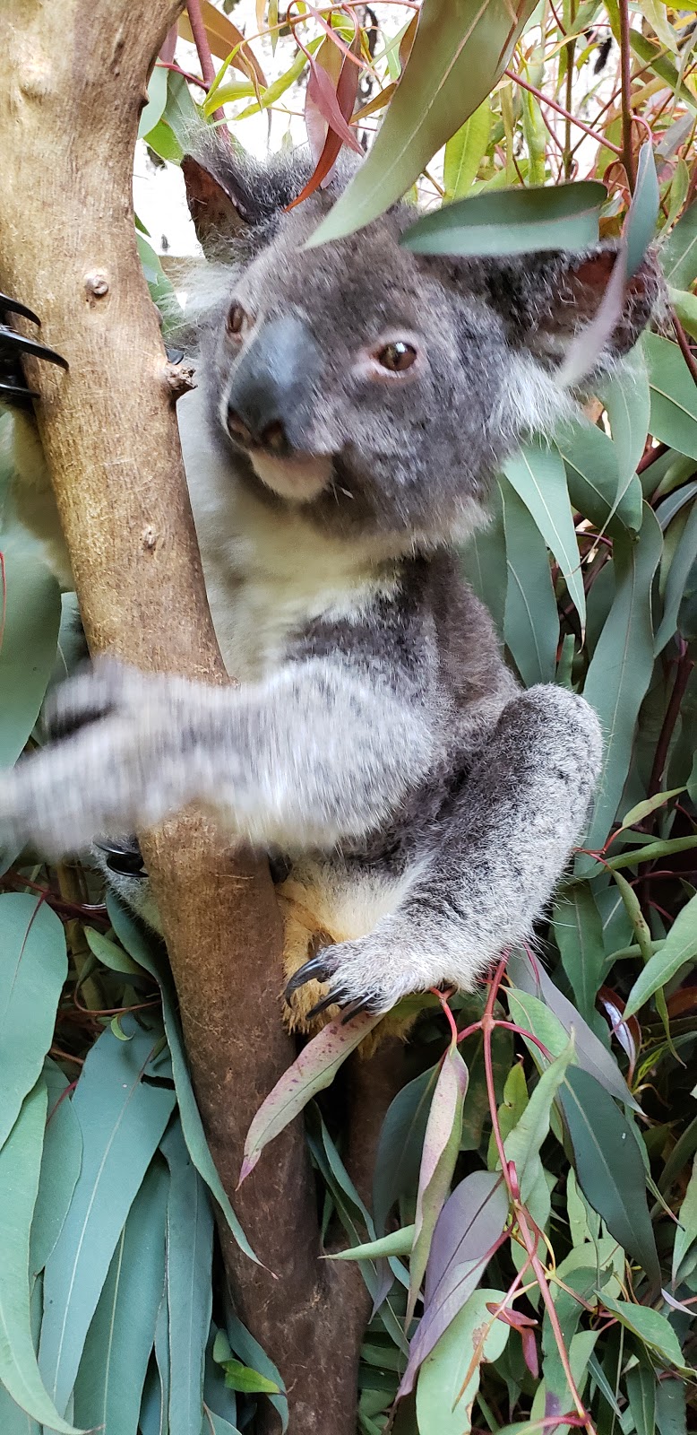 Koala Park Sanctuary Sydney | zoo | 84 Castle Hill Rd, West Pennant Hills NSW 2125, Australia | 0294843141 OR +61 2 9484 3141