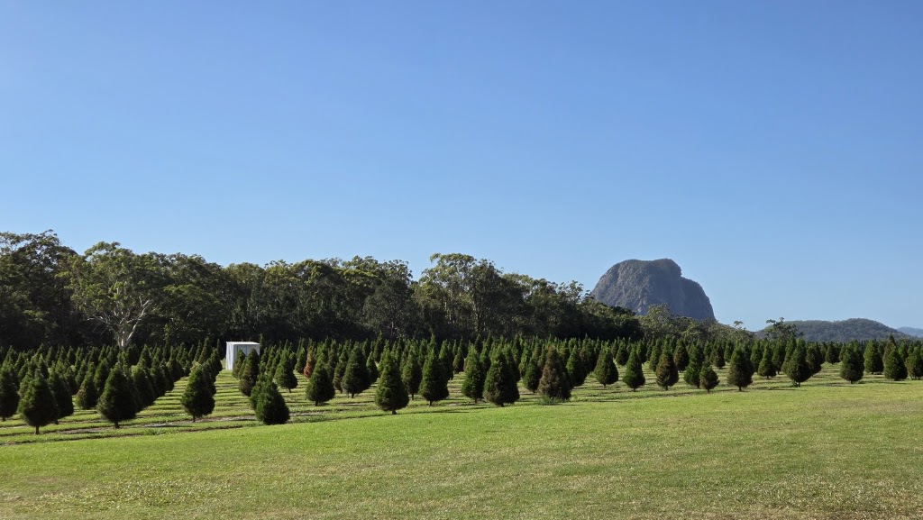Sunshine Coast Christmas Tree Farm | 63 Endeavour Rd, Beerburrum QLD 4517, Australia | Phone: 0409 059 180