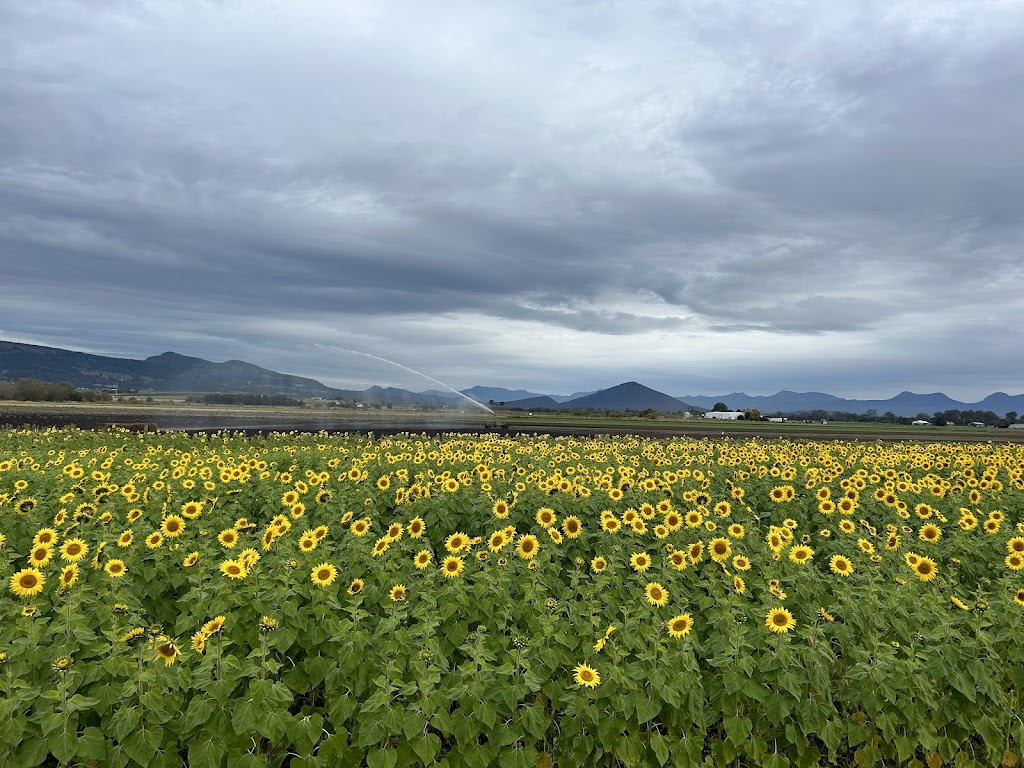 Sunflowers On Kents | 10 Kents Lagoon Rd, Kalbar QLD 4309, Australia | Phone: 0408 789 459