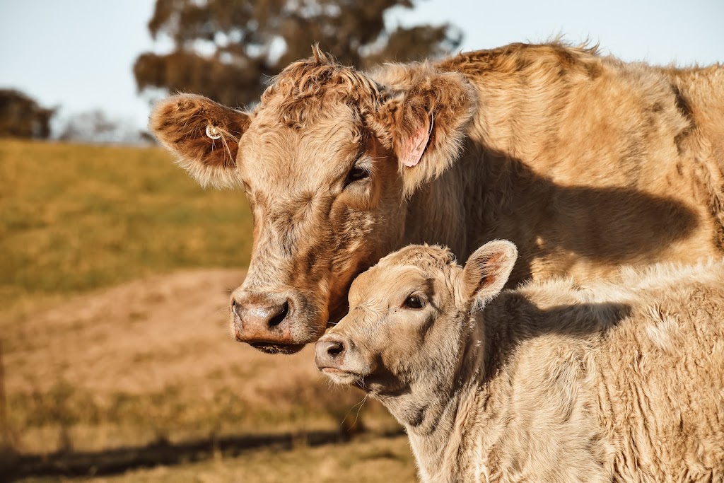 Glanmire Murray Grey Stud | 167 St Anthonys Creek Rd, Glanmire NSW 2795, Australia | Phone: 0437 792 920