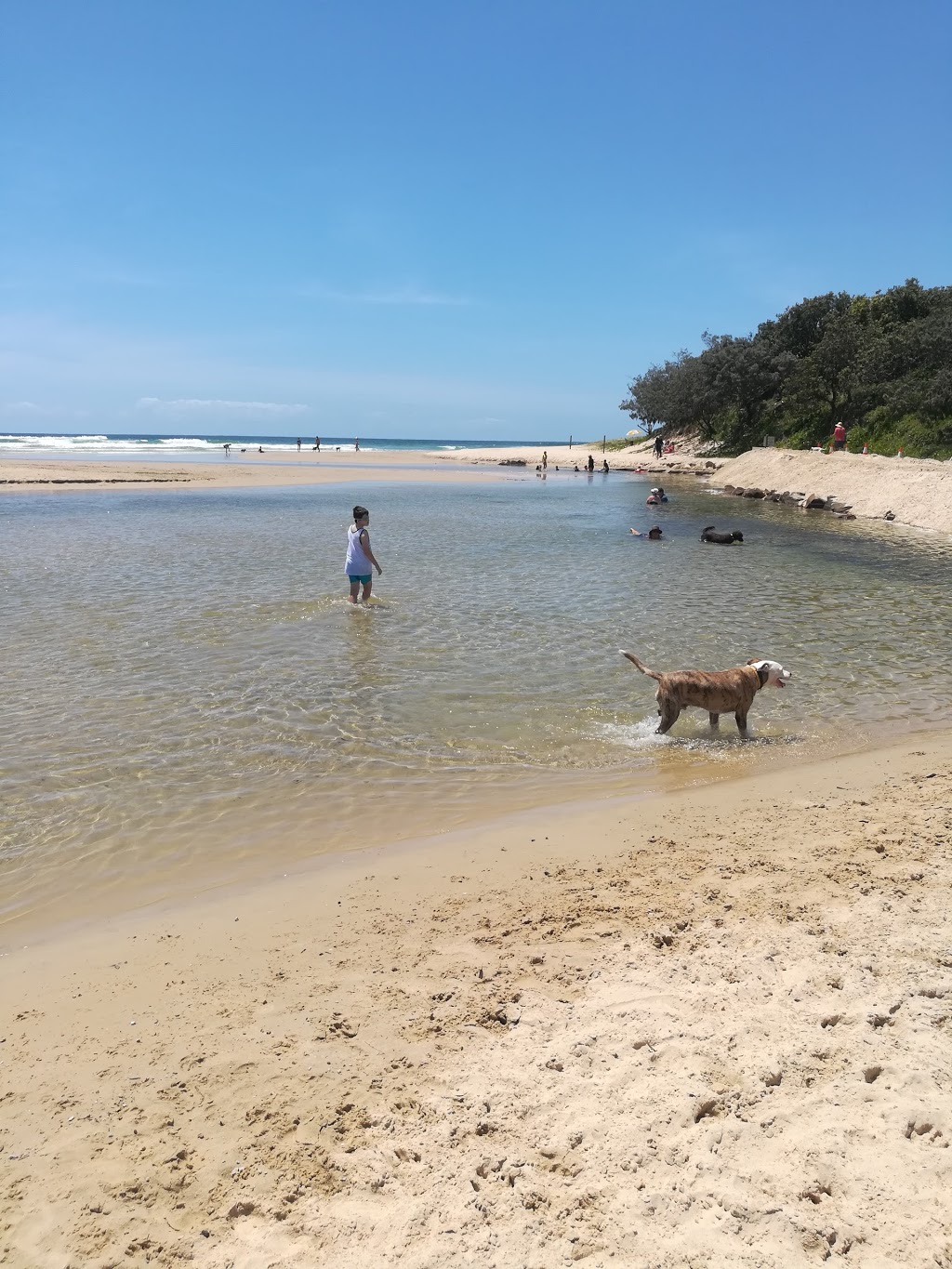 Stumers Creek Dog Offleash Area | Stumers Creek Rd, Coolum Beach QLD 4573, Australia