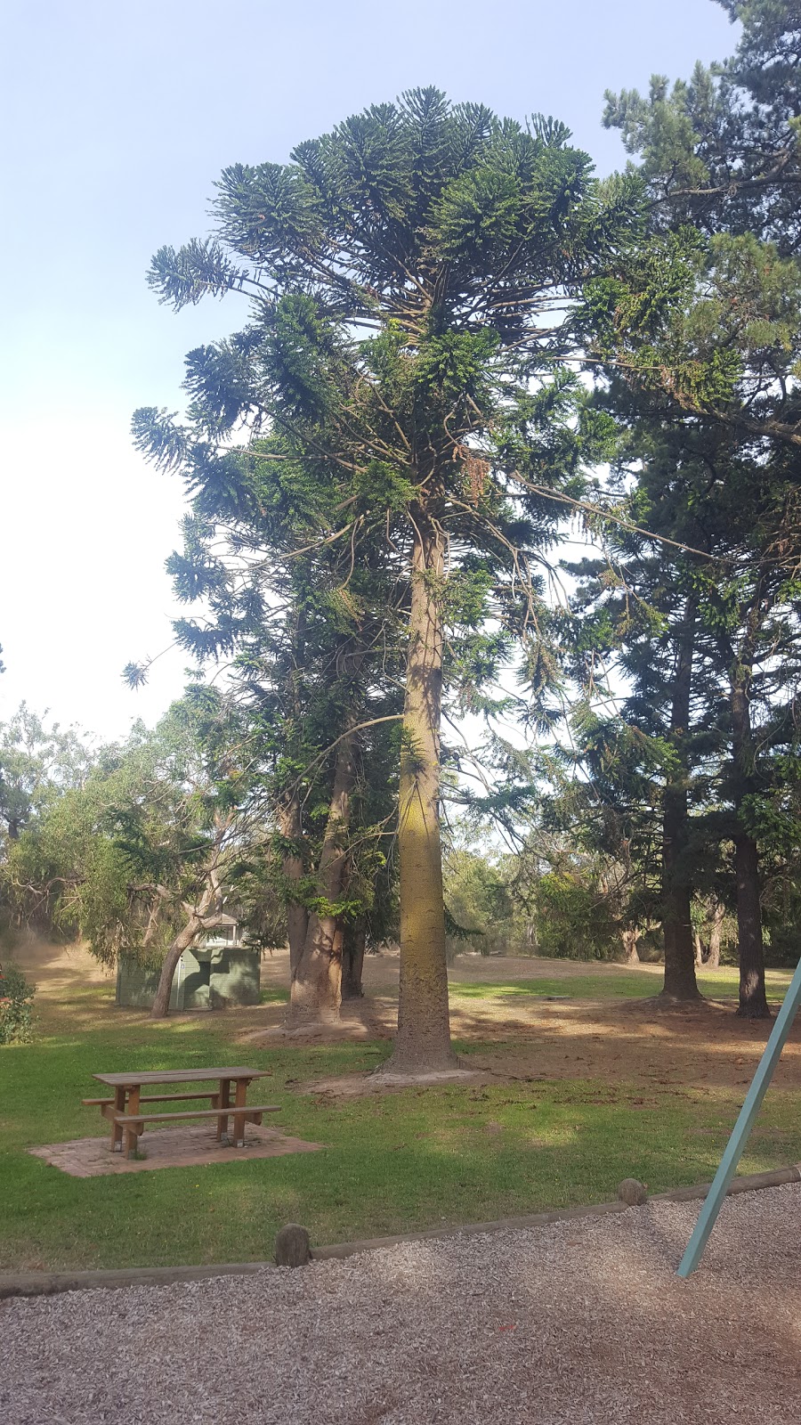 Conifers Picnic Ground | park | 91 Park Rd, Mount Martha VIC 3934, Australia