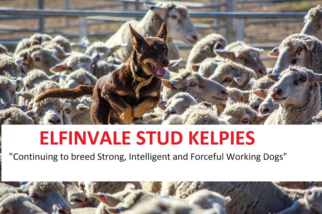 Elfinvale Stud Kelpies | 1657 Melville Forest-Vasey Rd, Melville Forest VIC 3315, Australia | Phone: 0408 546 510