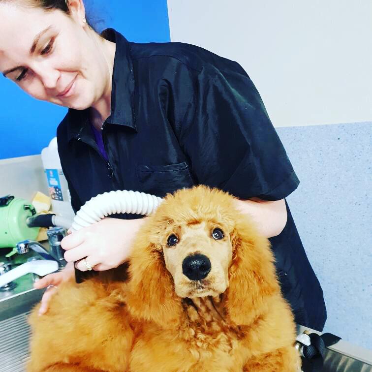 Griffith Veterinary Hospital | veterinary care | 16 Donaldson St, Griffith NSW 2680, Australia | 0269623142 OR +61 2 6962 3142