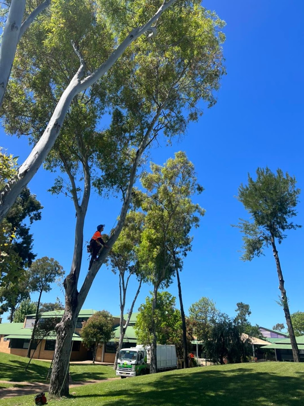 Dubbo Tree Service | 18 Spence St, Dubbo NSW 2830, Australia | Phone: 0424 242 332