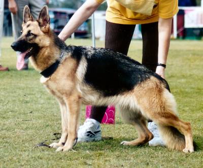 Castelan Boarding Kennels & Cattery | 85 Warriewood St, Chandler QLD 4155, Australia | Phone: (07) 3390 1132