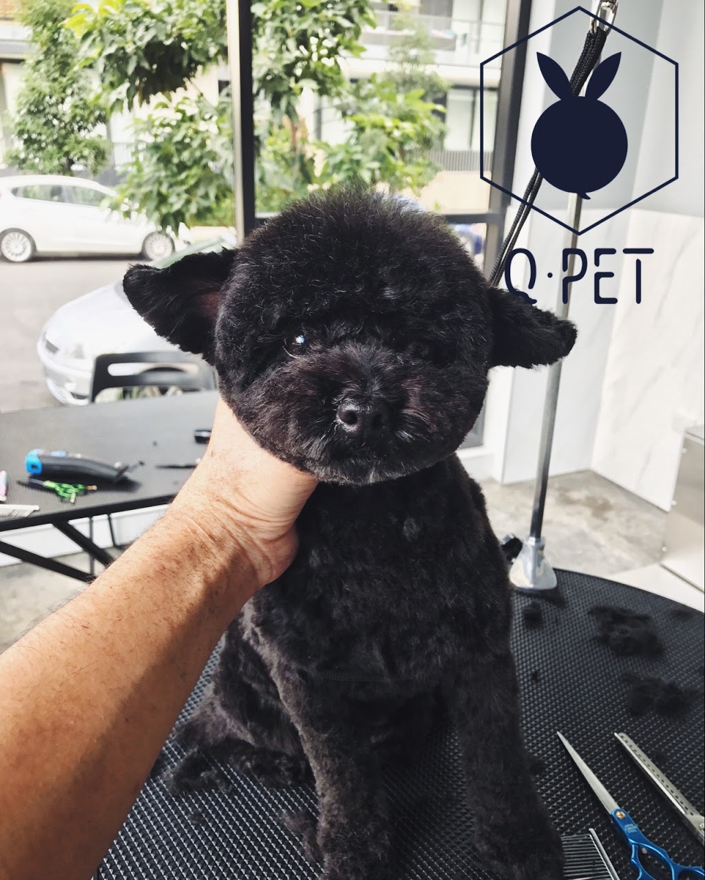 Qpet Rosebery | pet store | c205/30 Rothschild Ave, Rosebery NSW 2018, Australia | 0283138988 OR +61 2 8313 8988