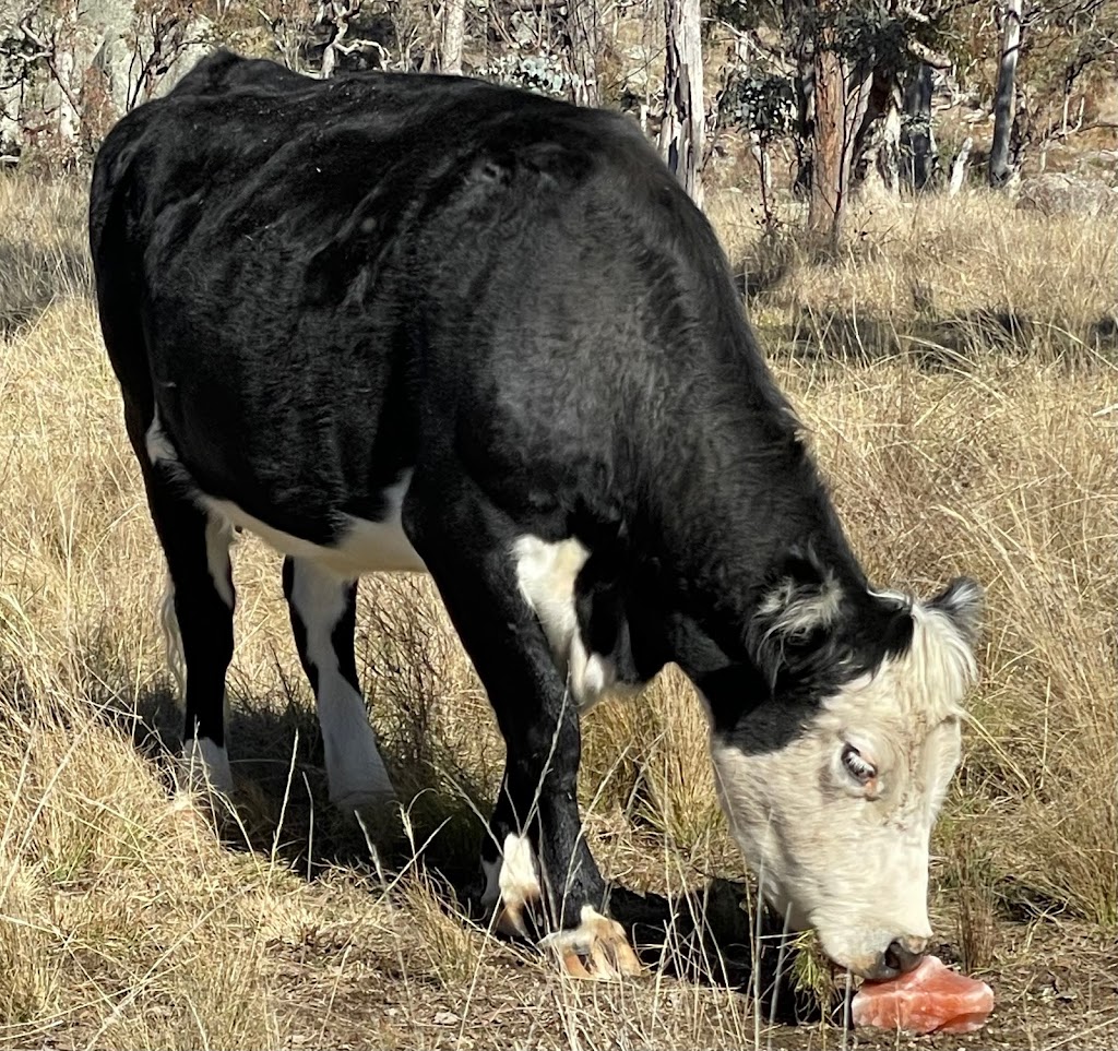 Salts of the Himalayas | Lana Rd, Balala NSW 2358, Australia | Phone: 0432 936 745