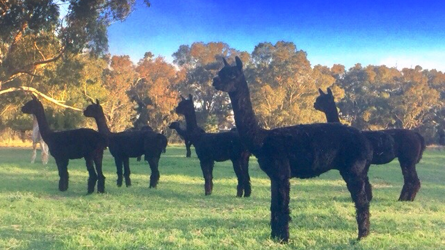 Serialars Suri Alpacas |  | 2947 Walbundrie Rd, Walbundrie NSW 2642, Australia | 0413145189 OR +61 413 145 189
