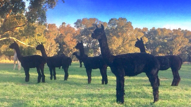 Serialars Suri Alpacas | 2947 Walbundrie Rd, Walbundrie NSW 2642, Australia | Phone: 0413 145 189