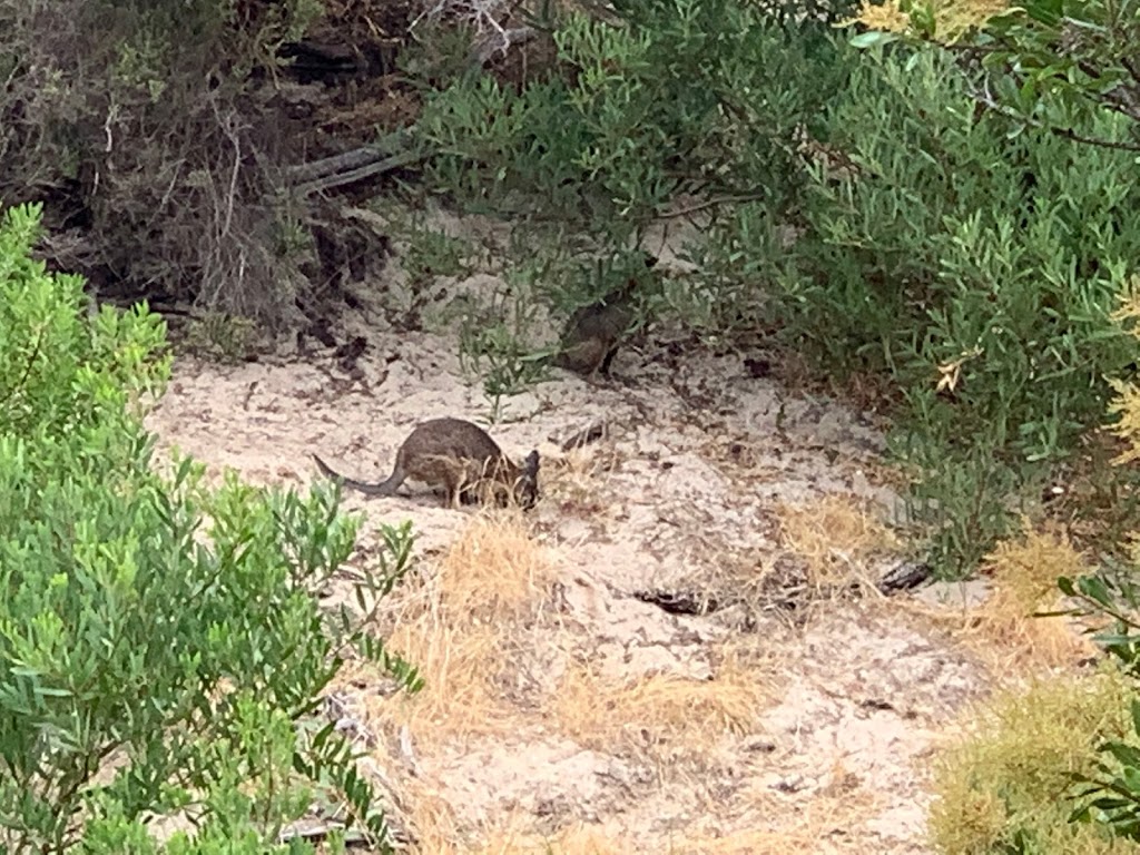 Kangaroo Island Sculpture Trail | Frenchmans Terrace, Penneshaw SA 5222, Australia | Phone: 0405 771 700