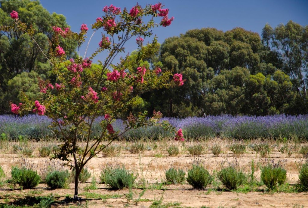 Yanchep Lavender | 272 Old Yanchep Rd, Carabooda WA 6033, Australia | Phone: 0419 964 690