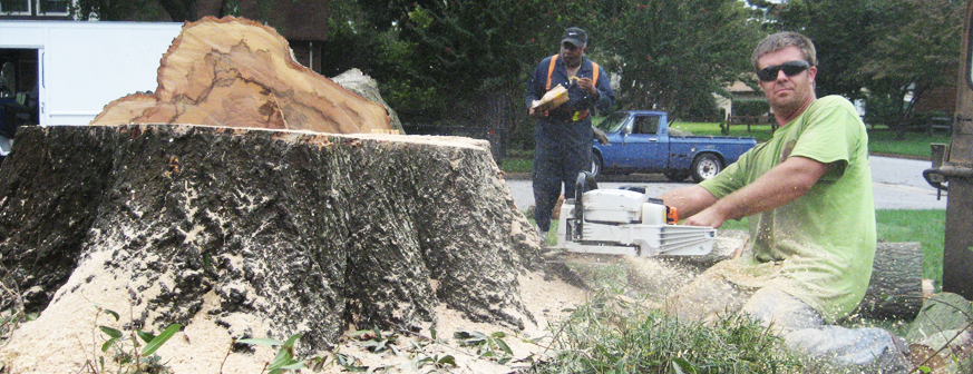 Capalaba Tree Removal | 2929 Old Cleveland Rd, Capalaba QLD 4157, Australia | Phone: (07) 3667 8070