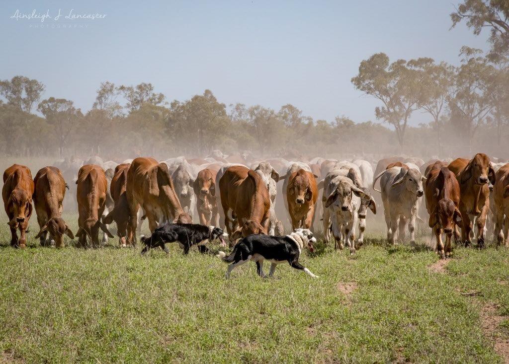Clermont Veterinary Surgery | 29 Laglan Rd, Clermont QLD 4721, Australia | Phone: (07) 4983 1172