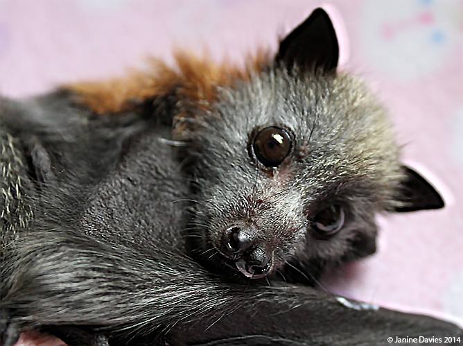 Shoalhaven Bat Clinic | Bomaderry Creek, Bomaderry NSW 2541, Australia | Phone: 0434 480 661