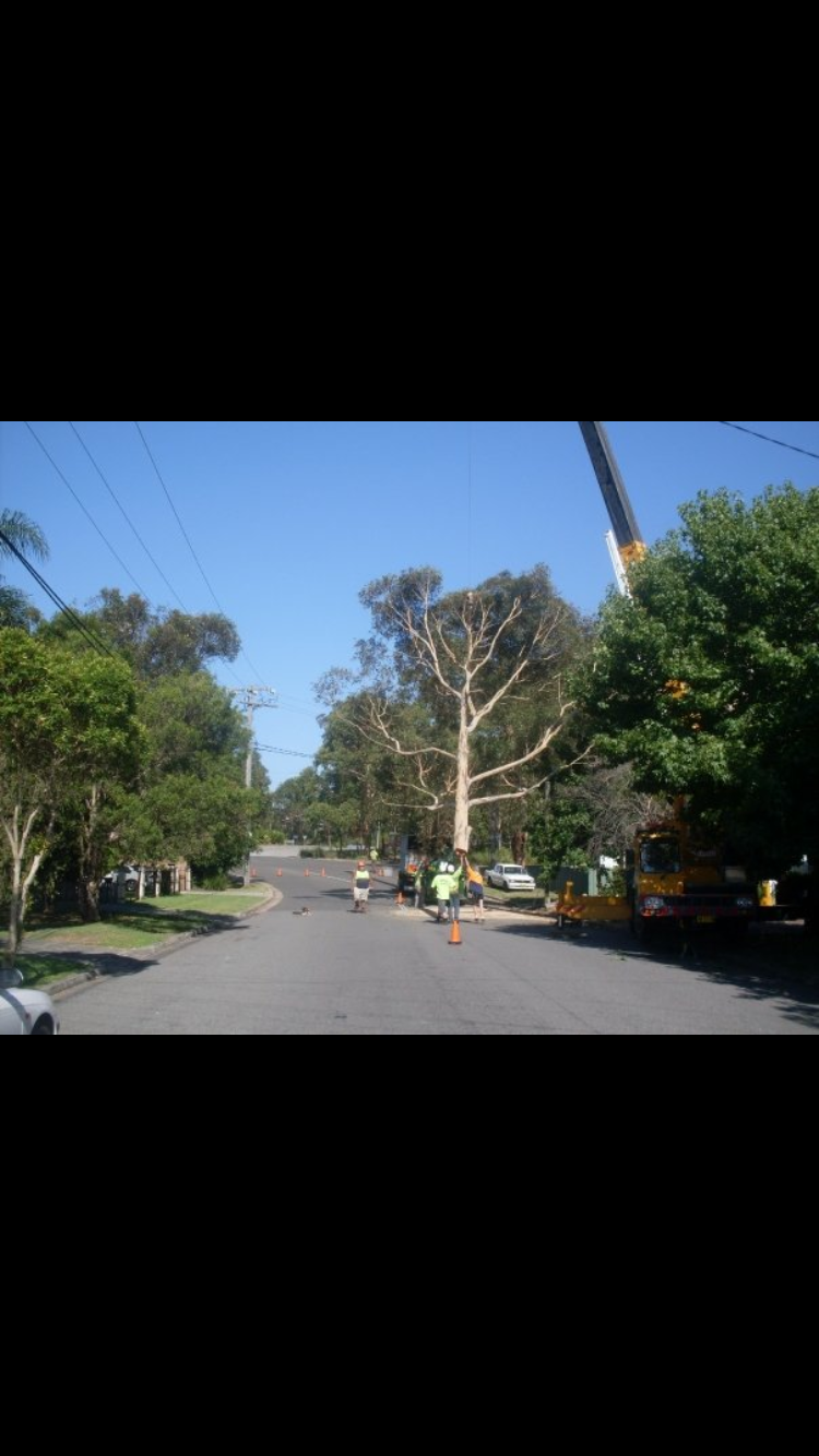 Complete tree worx |  | Pox 7226, Wilberforce NSW 2756, Australia | 0421770859 OR +61 421 770 859