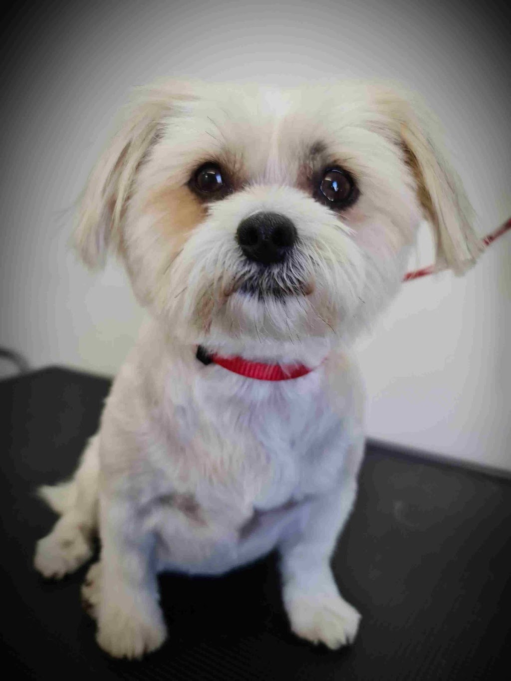 Furology Riverland Pet Grooming | 53 Derrick St, Berri SA 5343, Australia | Phone: 0488 995 317