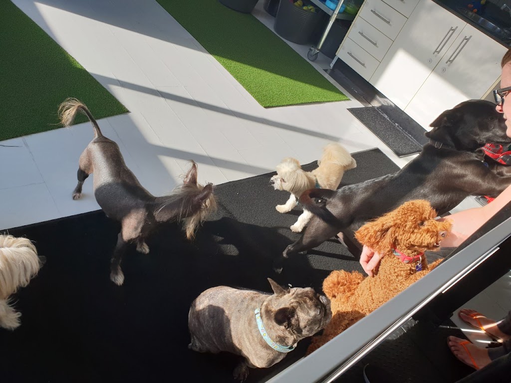 Happy Little Howlers | 23a Luland St, Botany NSW 2019, Australia | Phone: 0452 661 046