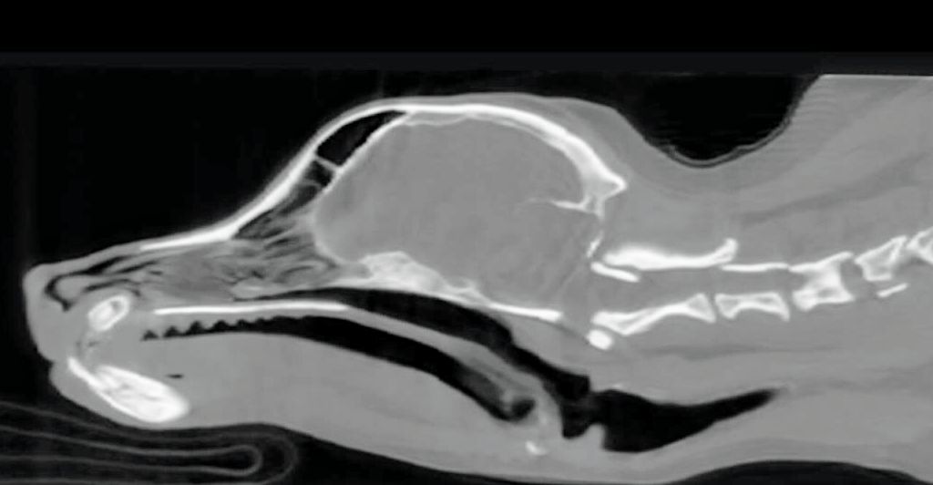 Advanced Veterinary Imaging Canberra | veterinary care | 2/30 Totterdell St, Belconnen ACT 2617, Australia | 0490101554 OR +61 490 101 554