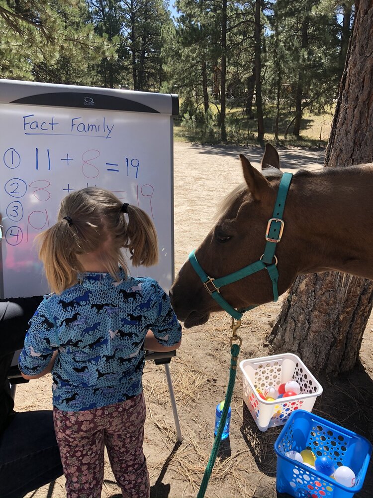 Bellview Connection Equine Assisted Therapy & Counselling | 258 Glue Pot Rd, Pomonal VIC 3381, Australia | Phone: 0429 353 680