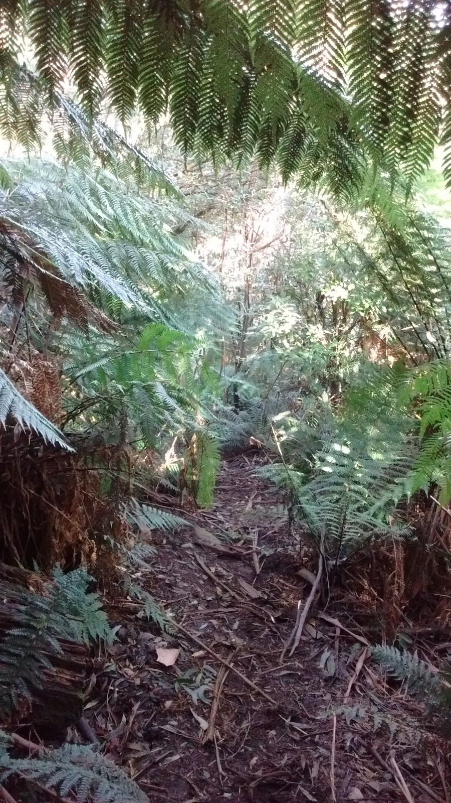 Mount Donna Buang and Mt Victoria Hiking Trail | 1140 Donna Buang Rd, Warburton VIC 3799, Australia