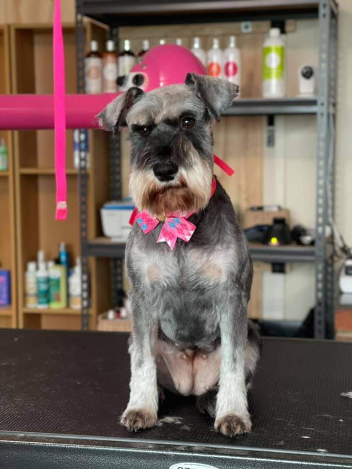 Fluffy Pooch Grooming | 75 Massey St, Smithton TAS 7330, Australia | Phone: 0499 161 792