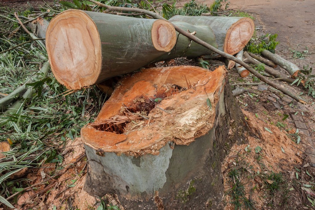 Tree Removal Londonderry ✅ | Tree Lopping, Tree Trimming, Land Clearing, Arborist, Londonderry NSW 2753, Australia | Phone: 0480 024 711